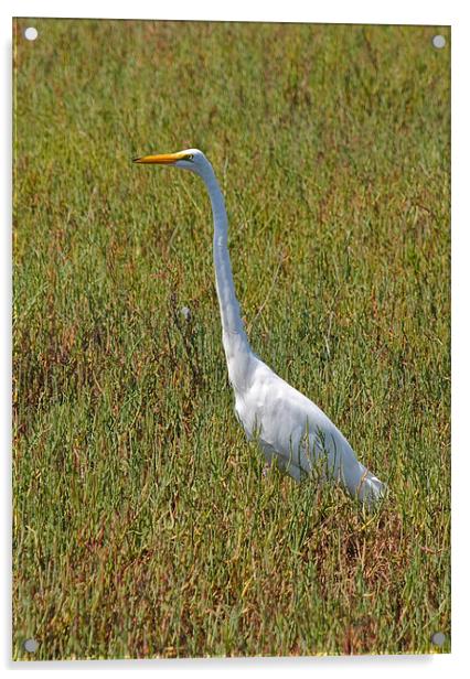 The Great Egret Acrylic by Jake Hughes