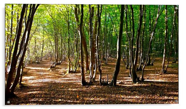  Sunday afternoon sunshine in West Wood Acrylic by Karen Magee