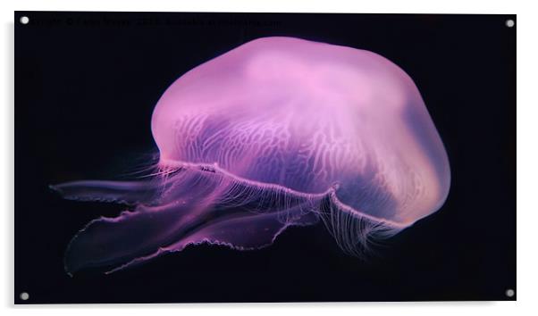 Neon Pink Jellyfish Acrylic by Karen Magee