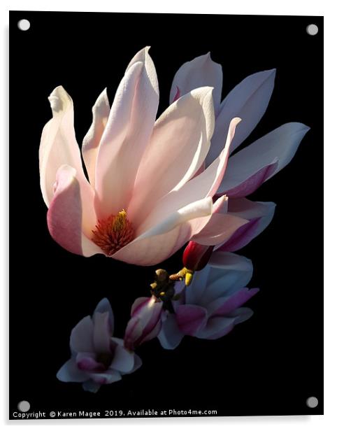 Magnolia Bloom in the Late Afternoon Sun Acrylic by Karen Magee