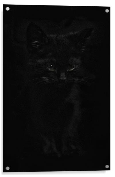 Black Cats Acrylic by Jason Green