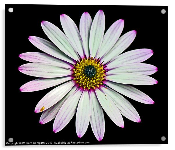 Osteospermum Flower Acrylic by William Kempster