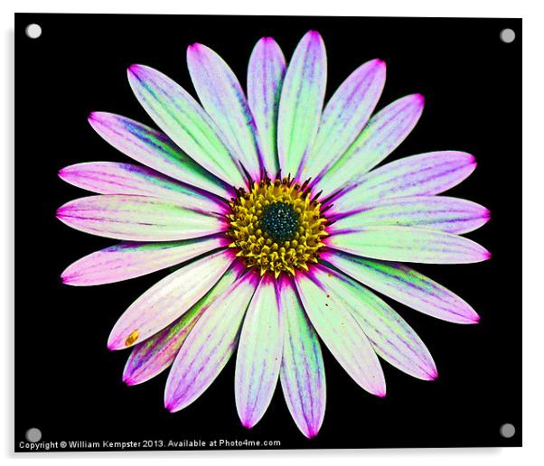 Osteospermum Flower Acrylic by William Kempster