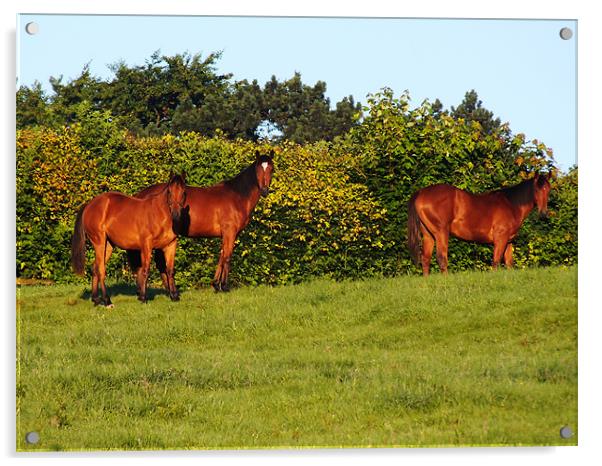 3 horses Acrylic by danny smith