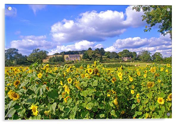 Sunflower Field, Peak District Acrylic by Scott  Paul