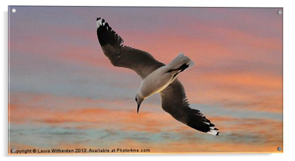 Sunset Seagull Acrylic by Laura Witherden