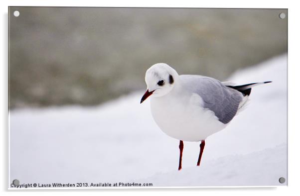 Snow Gull Acrylic by Laura Witherden