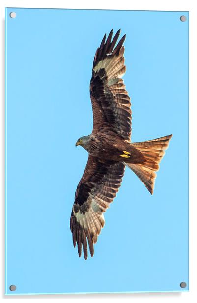 Red Kite Acrylic by Laura Witherden