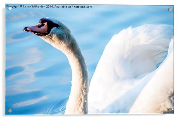 Swan on Glass Acrylic by Laura Witherden