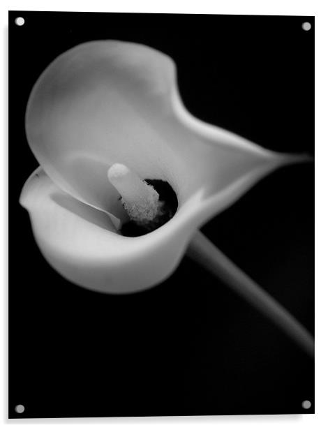 Black & White Lily Acrylic by Abdul Kadir Audah