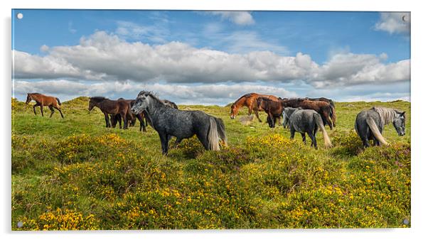 Dartmoor Ponies Acrylic by Abdul Kadir Audah