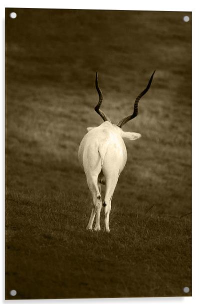 white goat with wavy horns Acrylic by Ilona Manerske