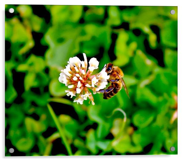 Landing Bee Acrylic by Richard Rice