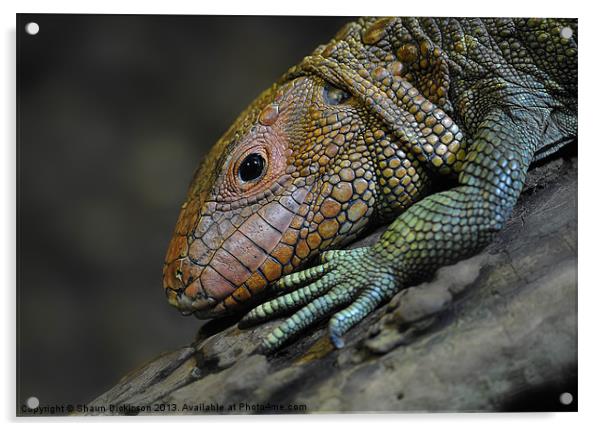 Caiman Lizard Acrylic by Shaun Dickinson
