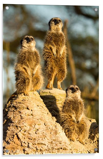 Three wise meerkats Acrylic by Martin Patten