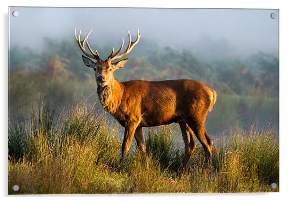 Sunrise Stag Acrylic by Martin Patten