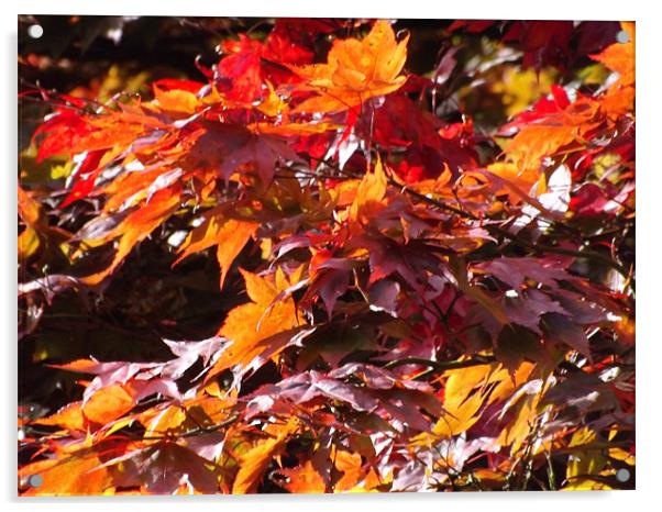 autumn colours Acrylic by naseem naghizadeh