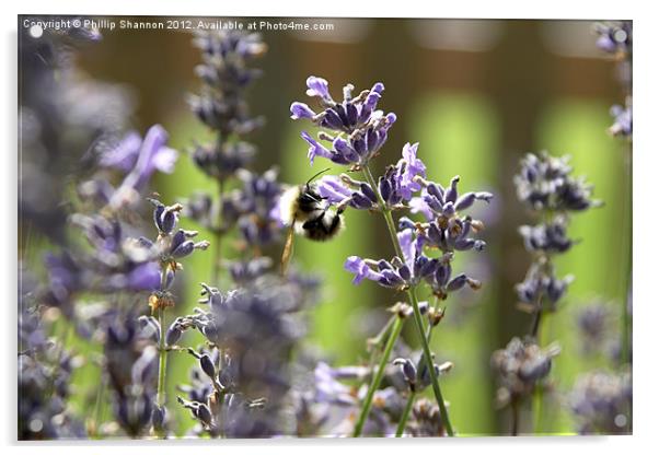 lavendar plant with bee Acrylic by Phillip Shannon
