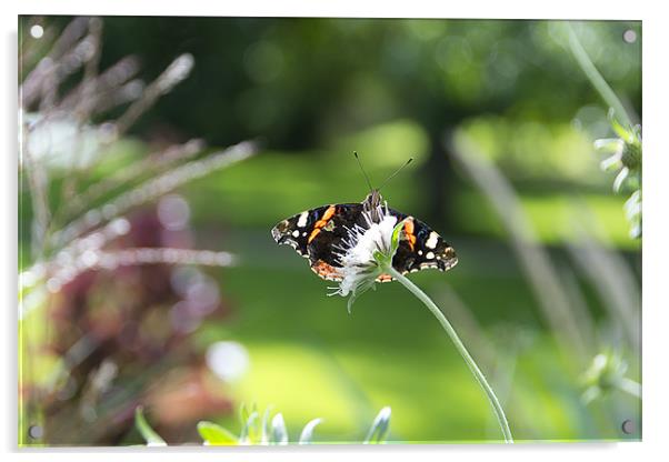 Butterfly on flower - Laycock Abbey Acrylic by Rob Jones