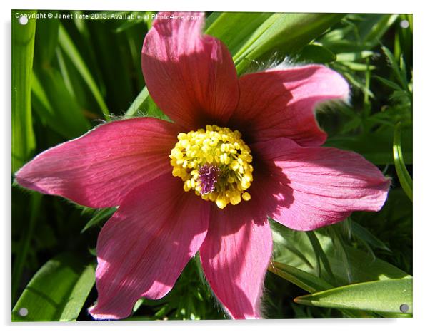 PULSATILLA rubra Acrylic by Janet Tate