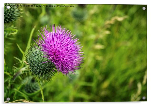 Pink Thistle Macro Acrylic by Paul Madden