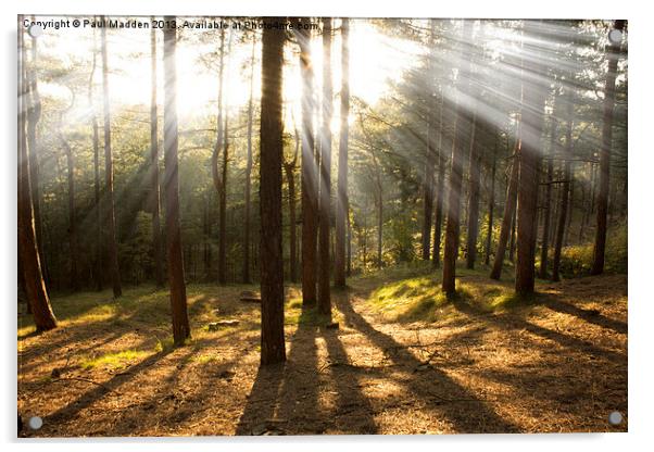 Sunbeams through the trees Acrylic by Paul Madden