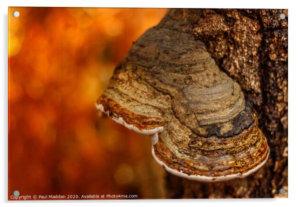 Autumnal fungi Acrylic by Paul Madden