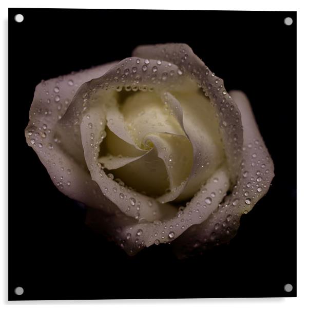 Rose Acrylic by Timothy Large