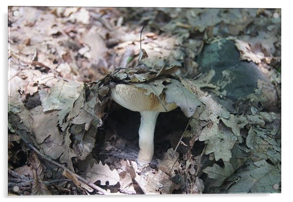 mushroom umbrella Acrylic by Miroslav Adamove
