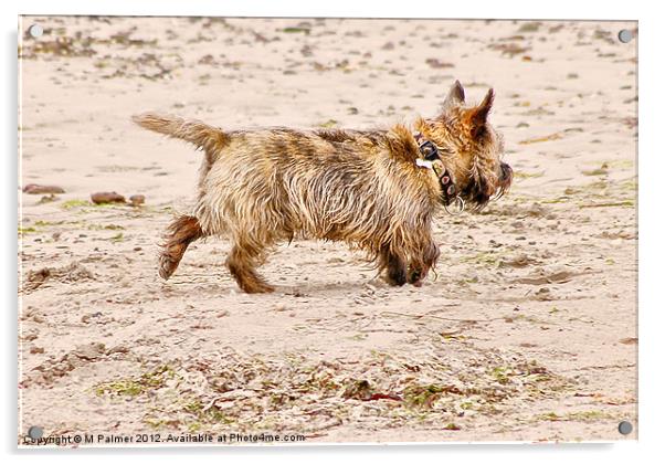 Terrier Trouble Acrylic by M Palmer