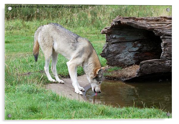 Thirsty Work Acrylic by M Palmer