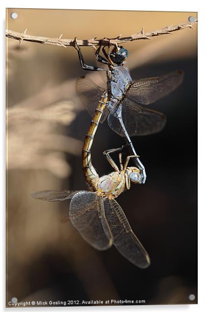 Dragonflies mating Acrylic by RSRD Images 