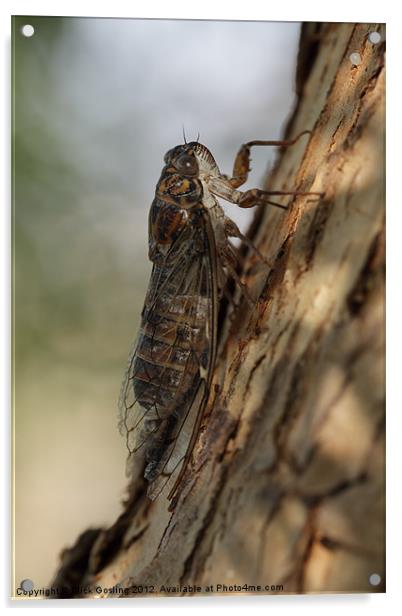 Cicada Acrylic by RSRD Images 
