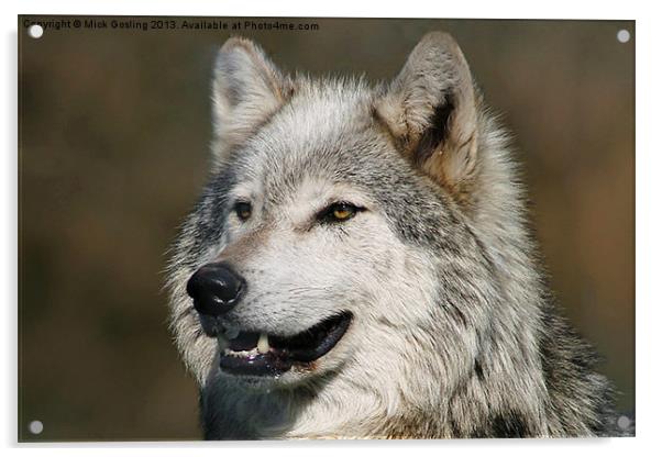 Grey Wolf Acrylic by RSRD Images 