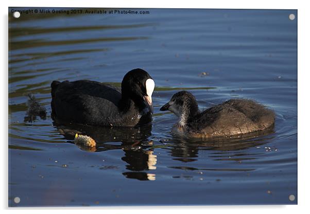 Coot and chick Acrylic by RSRD Images 