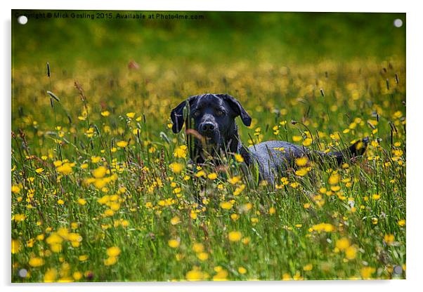 Labrador in the Buttercups.  Acrylic by RSRD Images 