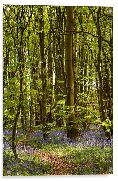 Bluebells Coed Trellyniau Acrylic by David Craig Hughes