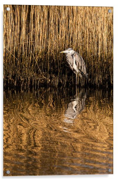 Grey Heron Acrylic by David Craig Hughes