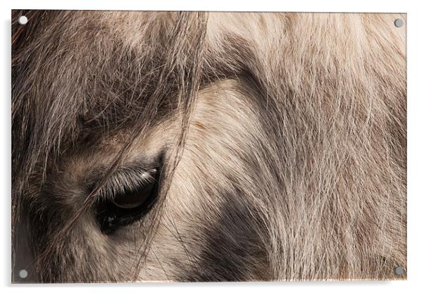 Pony's Eye Acrylic by David Craig Hughes