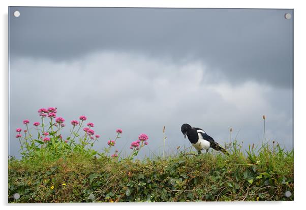 Magpie and wild flowers Acrylic by Malcolm Snook