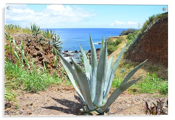 Aloe Vera in The Azores Acrylic by Malcolm Snook