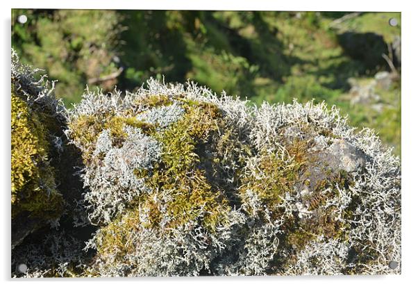 Lichen on dry stone wall Acrylic by Malcolm Snook