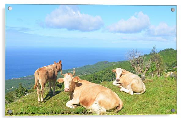 Cattle on hilltop Acrylic by Malcolm Snook