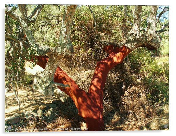 Cork Oak Harvested Acrylic by Malcolm Snook