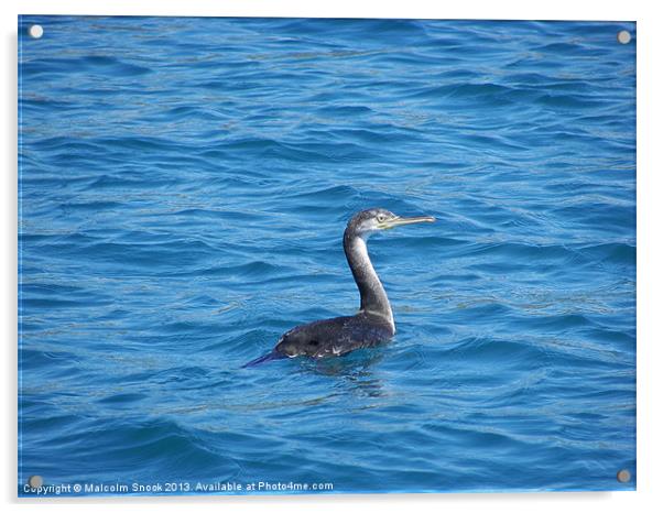 Young Shag Fishing Acrylic by Malcolm Snook