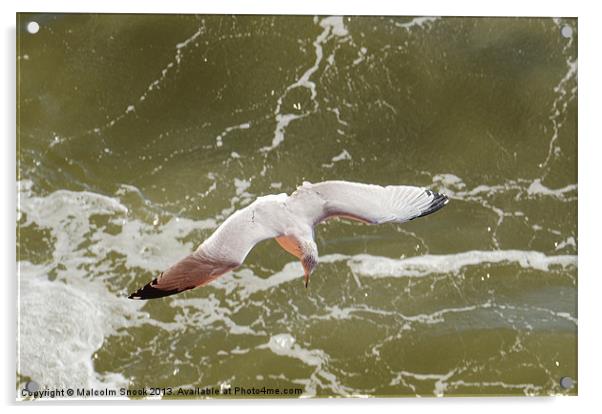 Gliding Seagull Acrylic by Malcolm Snook