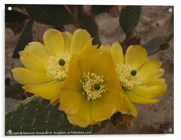 Yellow Cactus Flowers Acrylic by Malcolm Snook