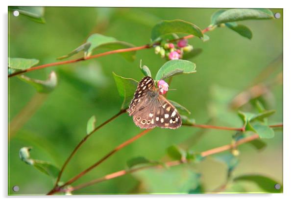  Speckled Wood Butterfly Acrylic by Malcolm Snook