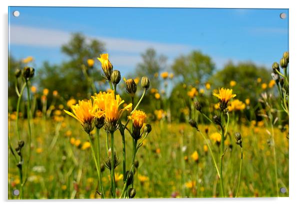  Wildflower Meadow Acrylic by Malcolm Snook