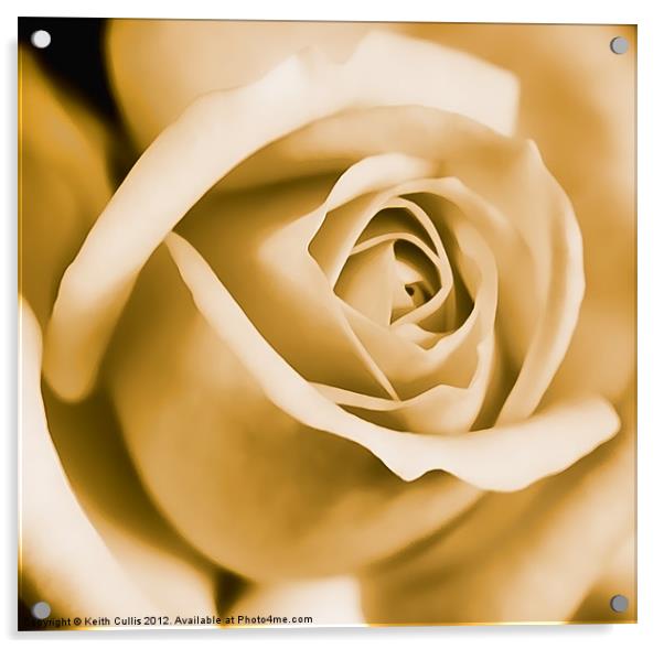 Velvet Rose Acrylic by Keith Cullis